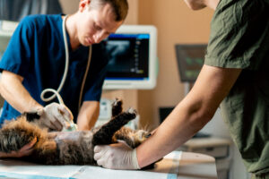 in a veterinary clinic a veterinarian doctor looks at an ultrasound scan of a cat's belly assistants hold