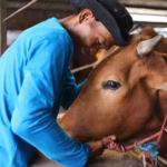 maestría en bienestar animal especialízate en el cuidado ético y la salud integral de los animales