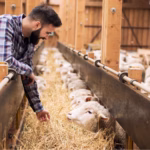 maestria en produccion animal innovacion en tecnicas de manejo y alimentacion