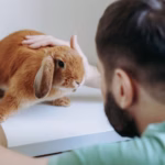 ¿quién certifica el bienestar animal normativas, avales académicos y certificaciones internacionales