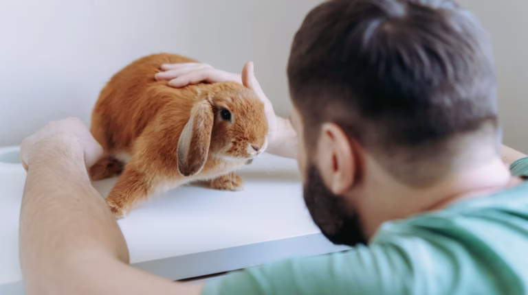 ¿quién certifica el bienestar animal normativas, avales académicos y certificaciones internacionales